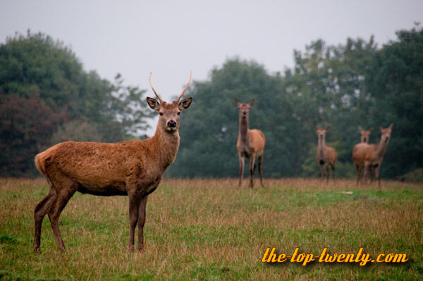 Deer list top 20 tallest biggest Animals Deer tall